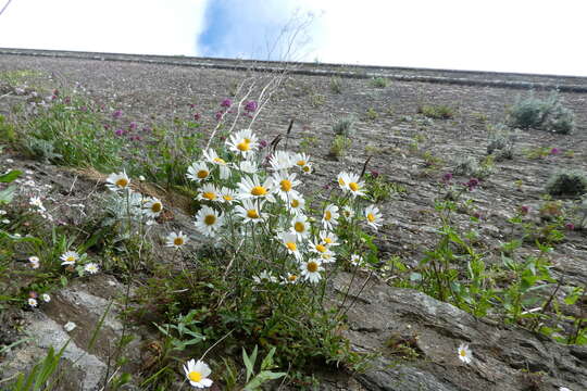 Image of Oxeye Daisy