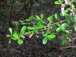 Image de Viburnum obovatum Walt.