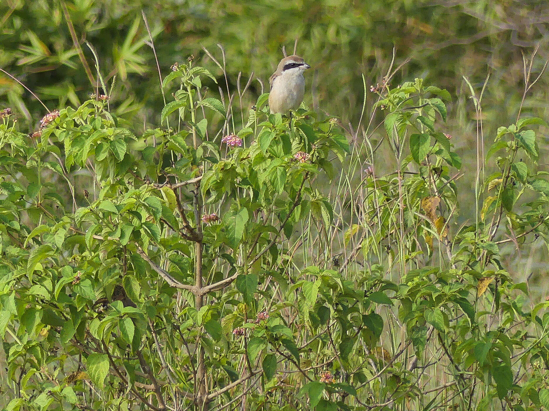 Image of Brown Shrike