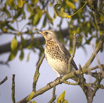 Image of Fieldfare