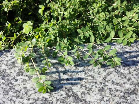 Image de Euphorbia prostrata Aiton