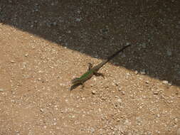 Image of Dalmatian Wall Lizard