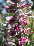 Image of Tree sceptre