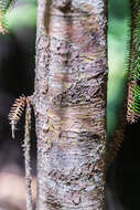 Image of Dacrydium