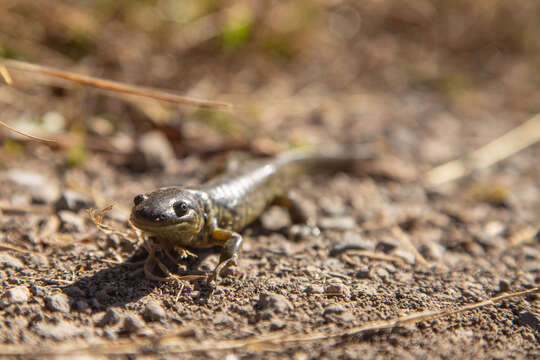 Image of Barred Tiger Salamander