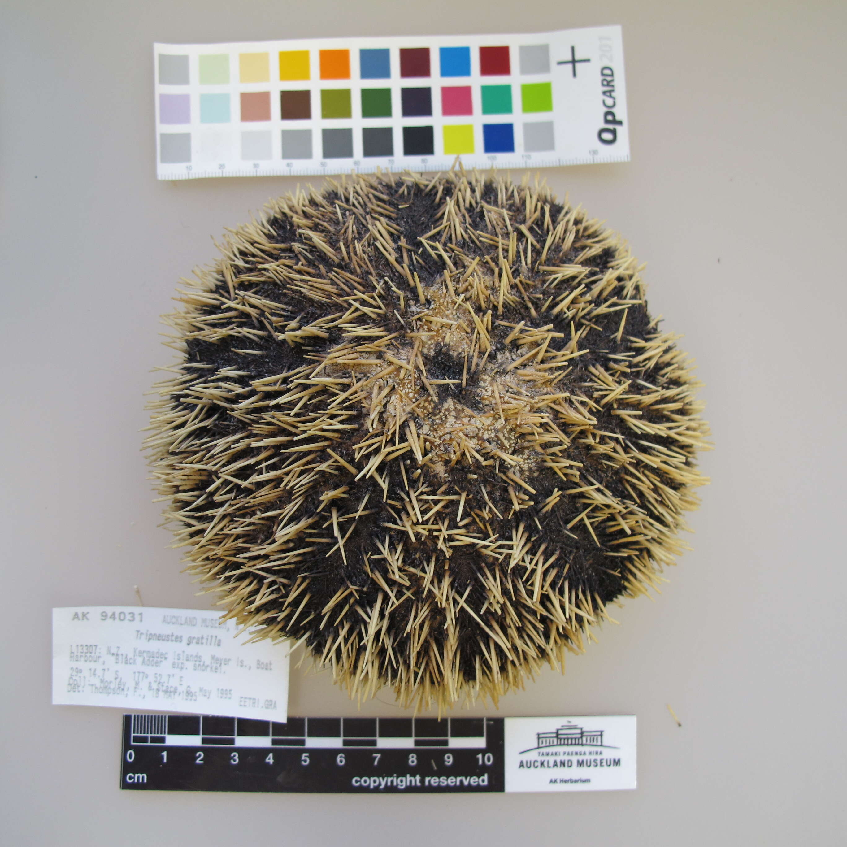 Image of Collector urchin