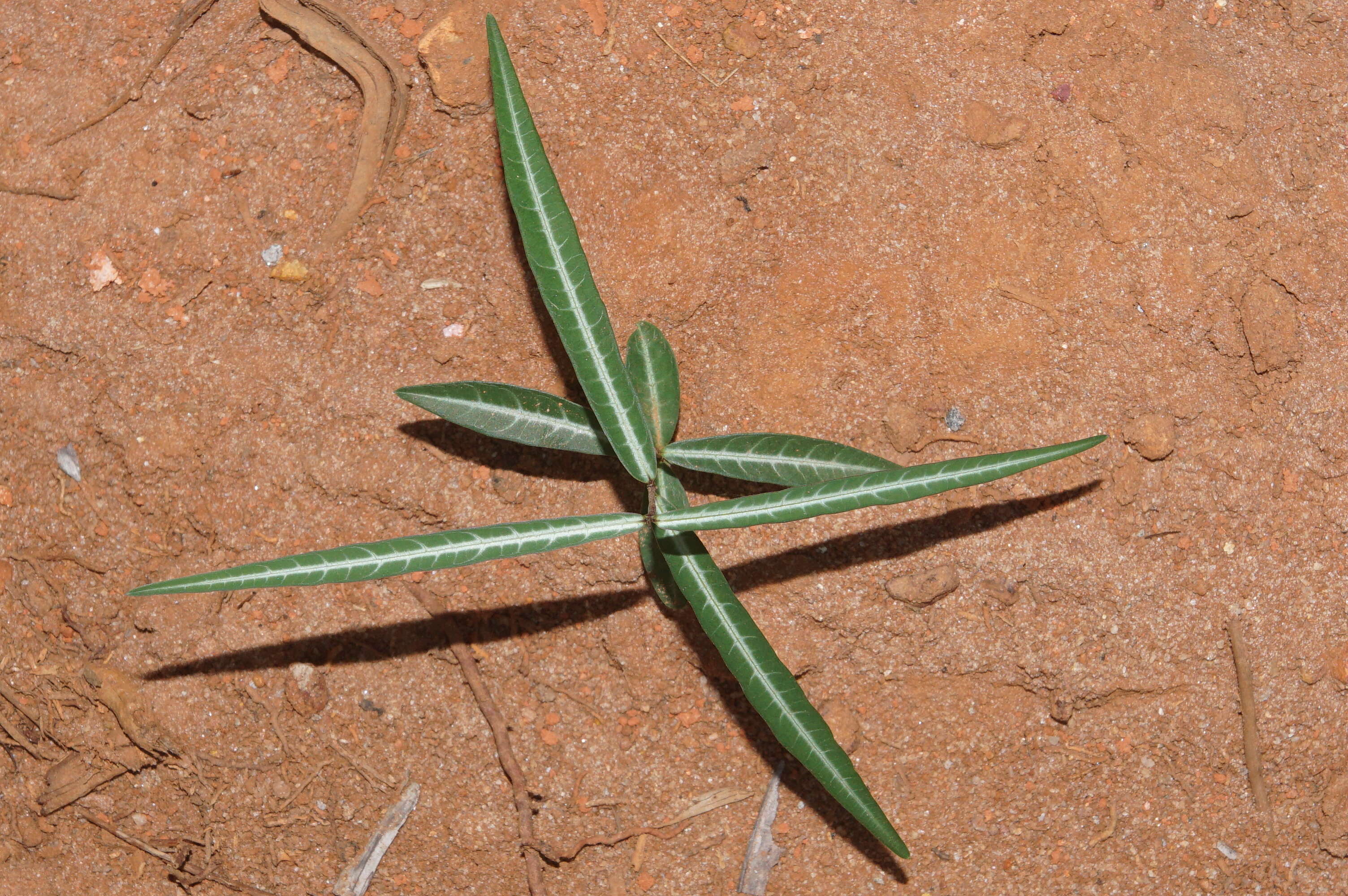 Image de Hemidesmus indicus (L.) R. Br.