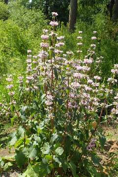 Image de Phlomoides tuberosa (L.) Moench