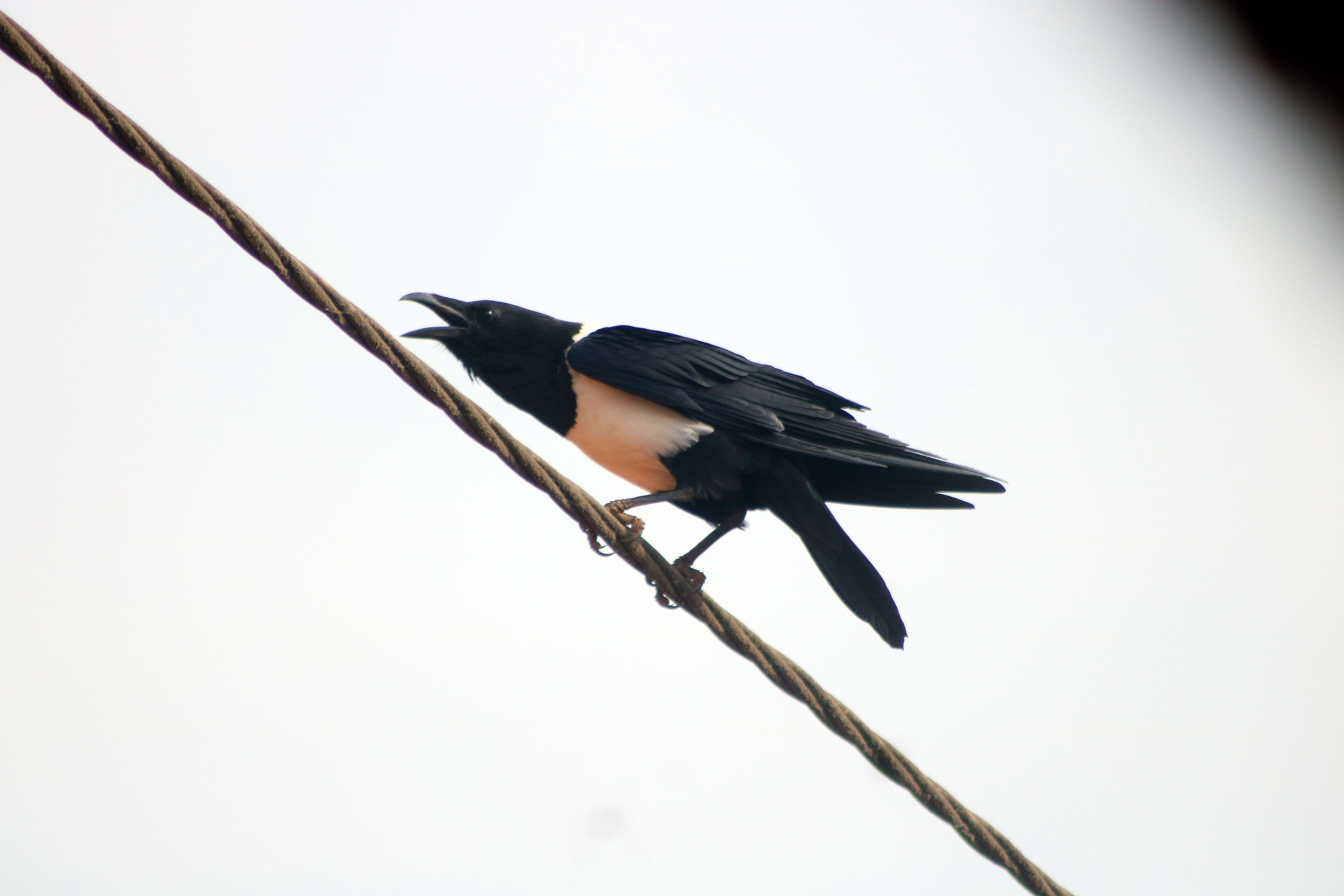 Image of Pied Crow