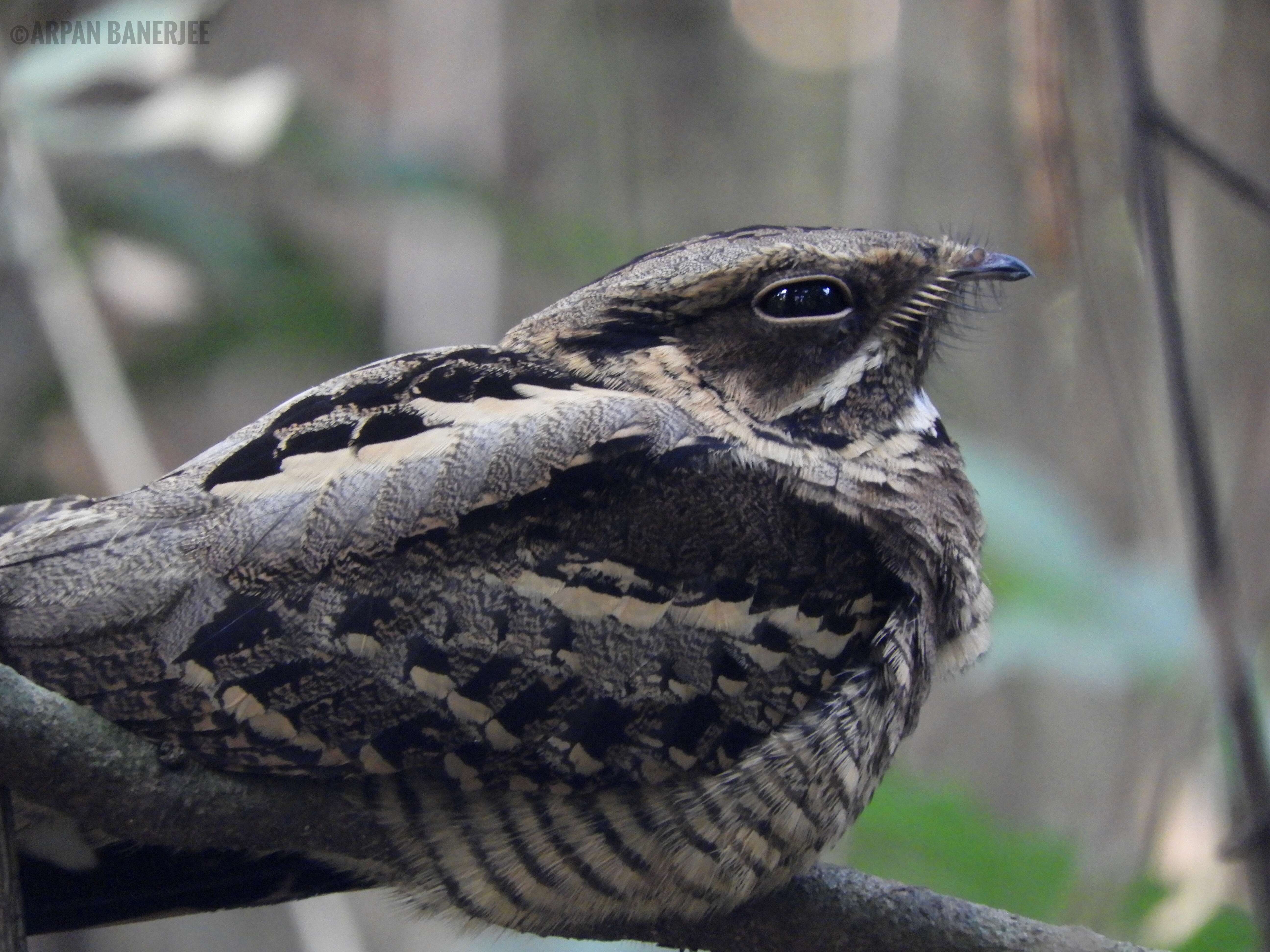 Image of Large-tailed Nightjar