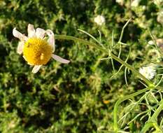 Image of false mayweed