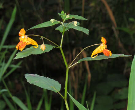 Image of jewelweed