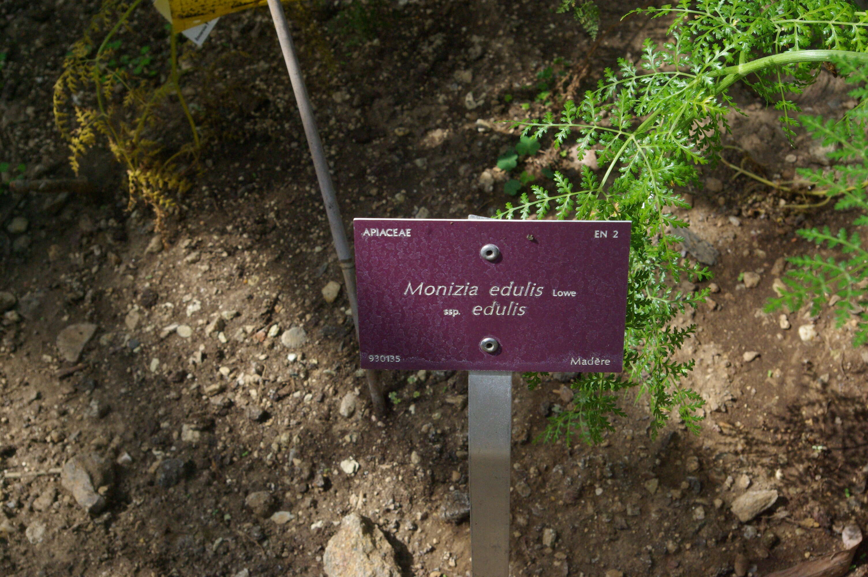 Слика од Daucus edulis (Lowe) Wojew., Reduron, Banasiak & Spalik