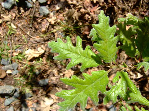 Image of Iberian white oak