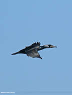 Image of Black Shag