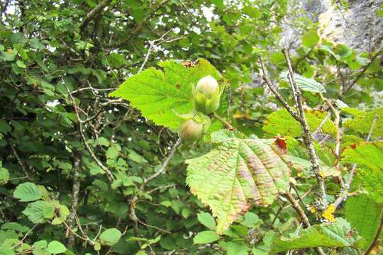 Image of Cobnut