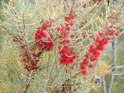 Image of Allocasuarina humilis (Otto & A. Dietr.) L. A. S. Johnson