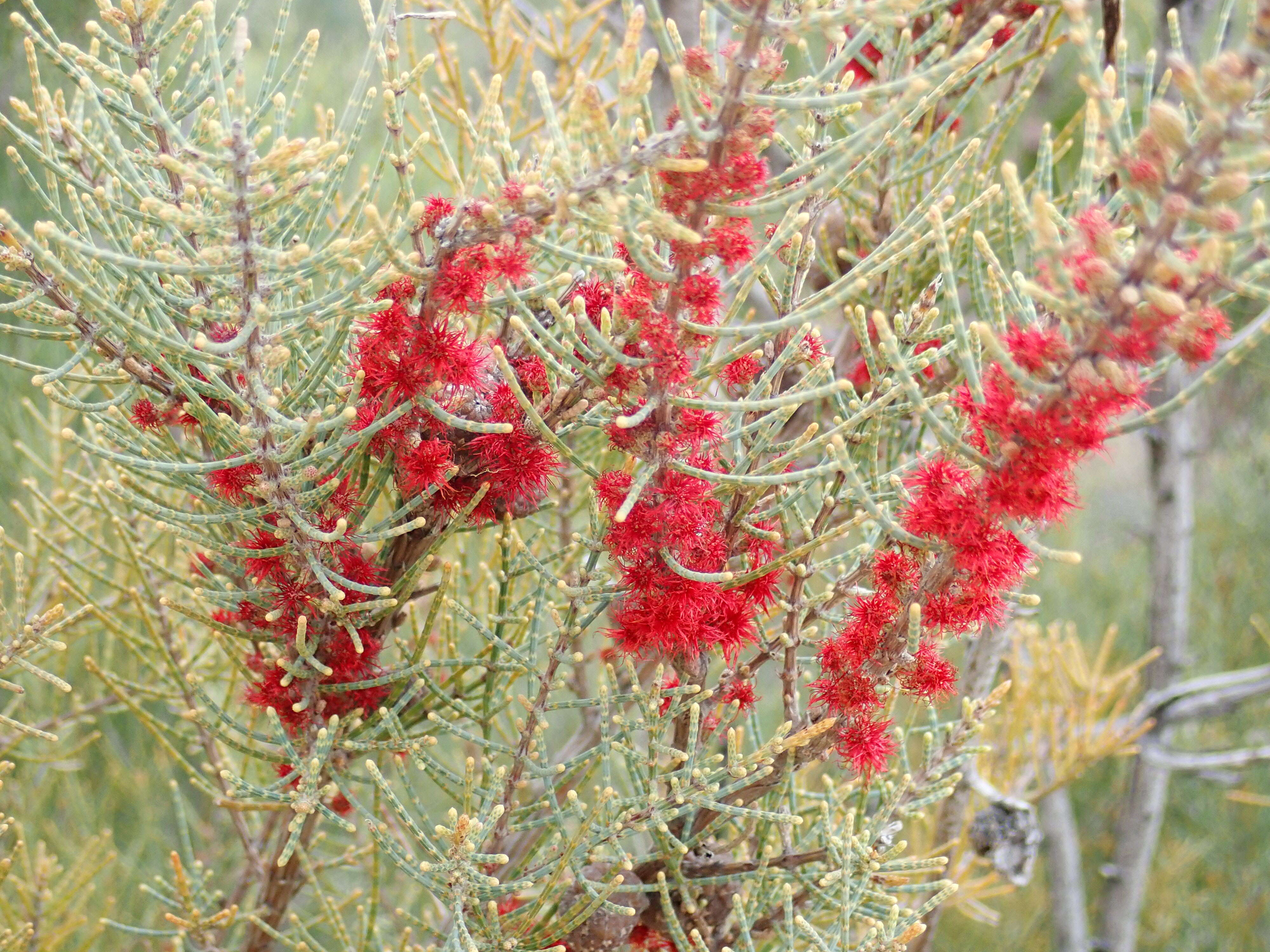 Image of Allocasuarina humilis (Otto & A. Dietr.) L. A. S. Johnson