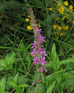 Image of Purple Loosestrife