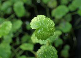 Imagem de Hydrocotyle sibthorpioides Lam.