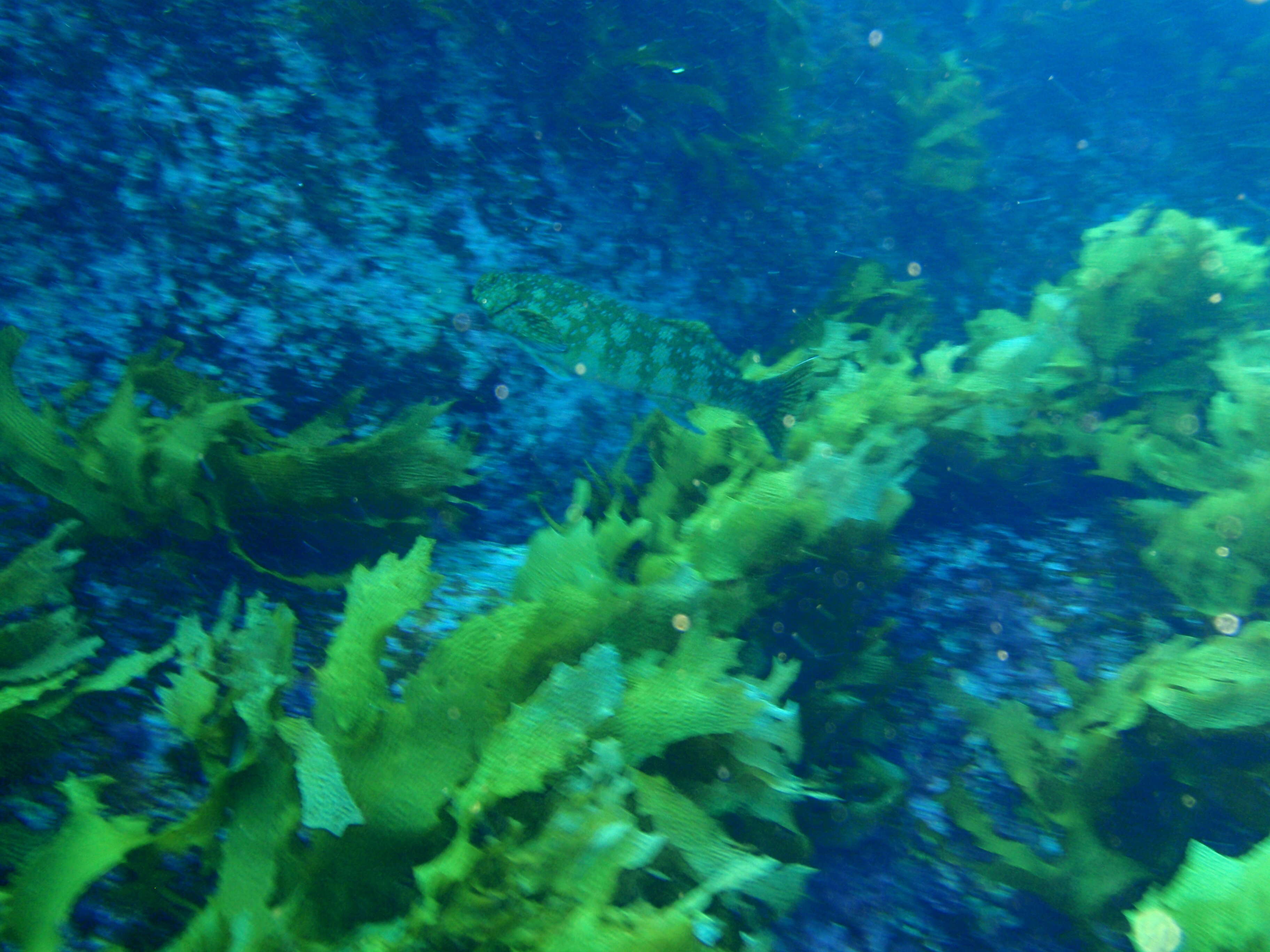 Image of Cockatoo morwong