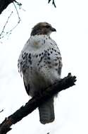 Image of Red-tailed Hawk