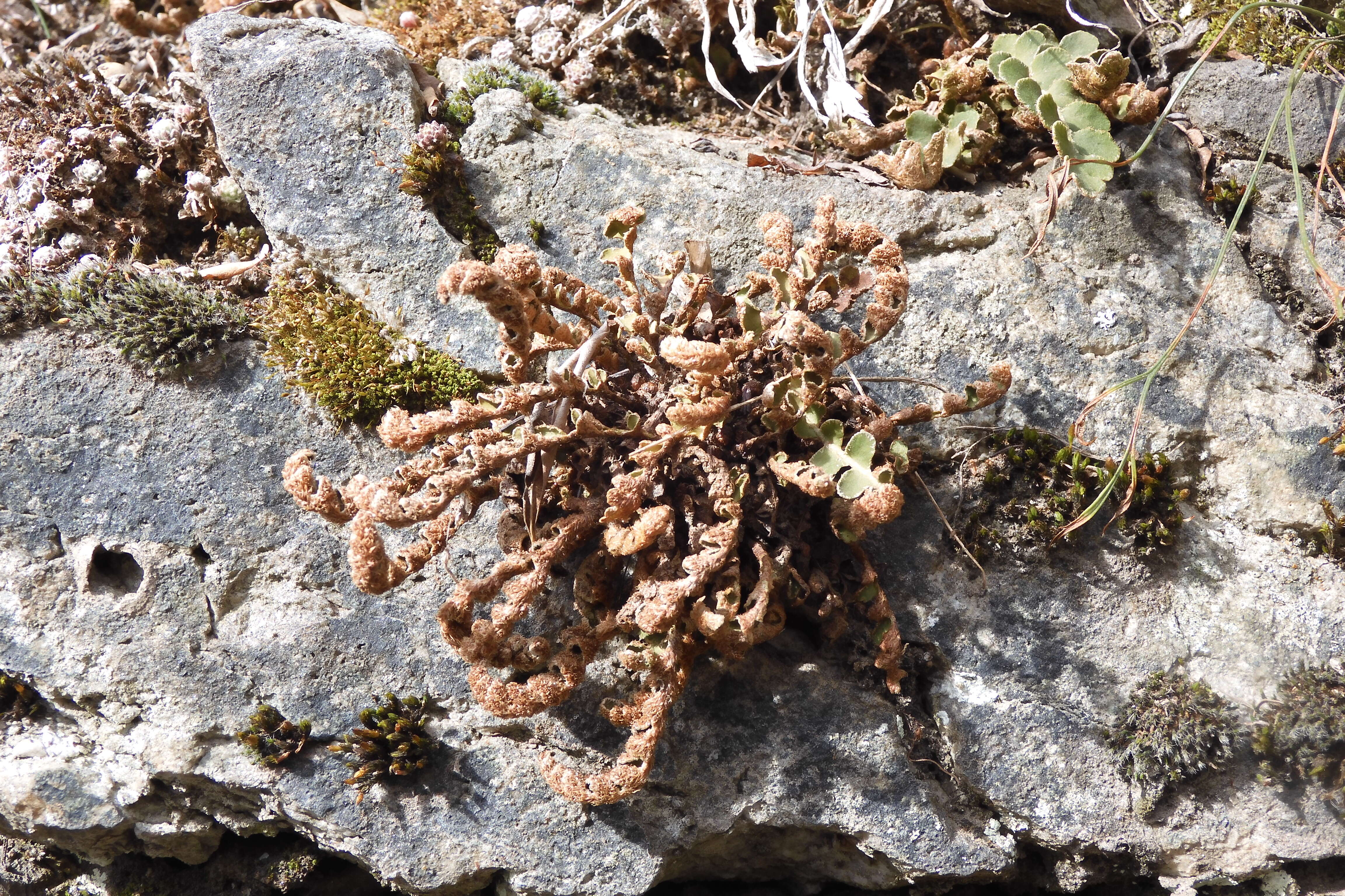 Plancia ëd Asplenium ceterach L.