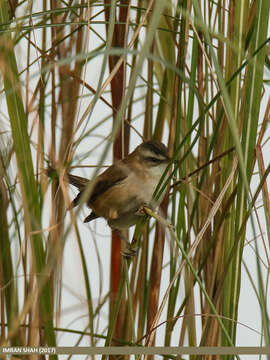 Image of Moustached Warbler