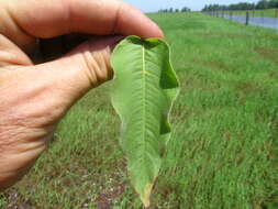 Persicaria orientalis (L.) Spach resmi