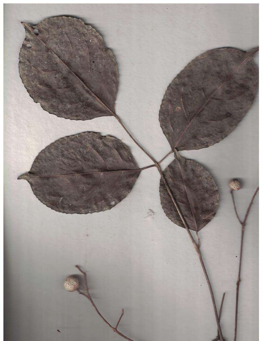 Image of Staphylea malabarica (Gamble)