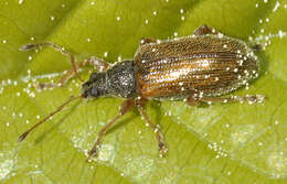 Image of Brown Leaf Weevil