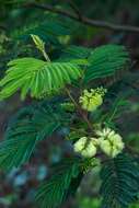 Image of plume albizia