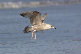 Sivun <i>Larus brachyrhynchus</i> kuva