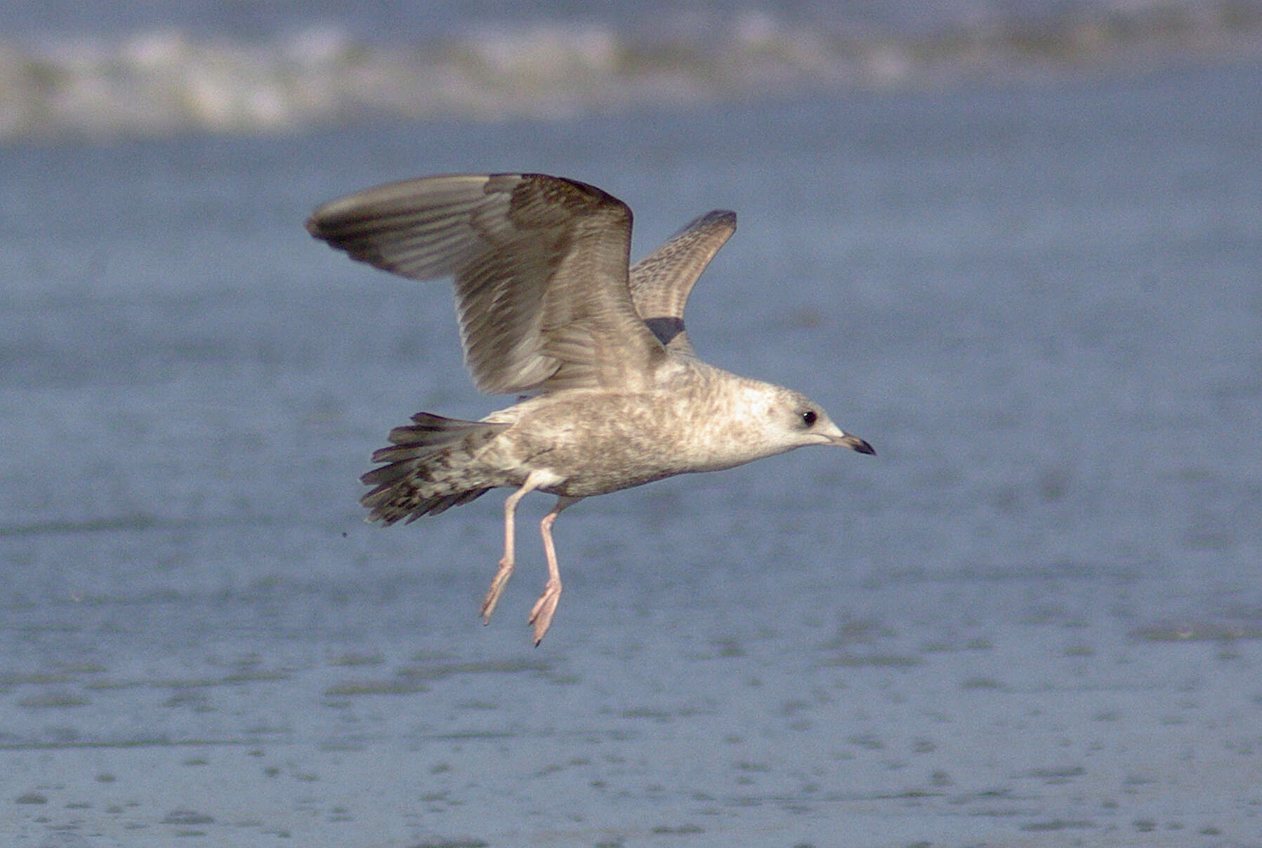 Image of Short-billed Gull