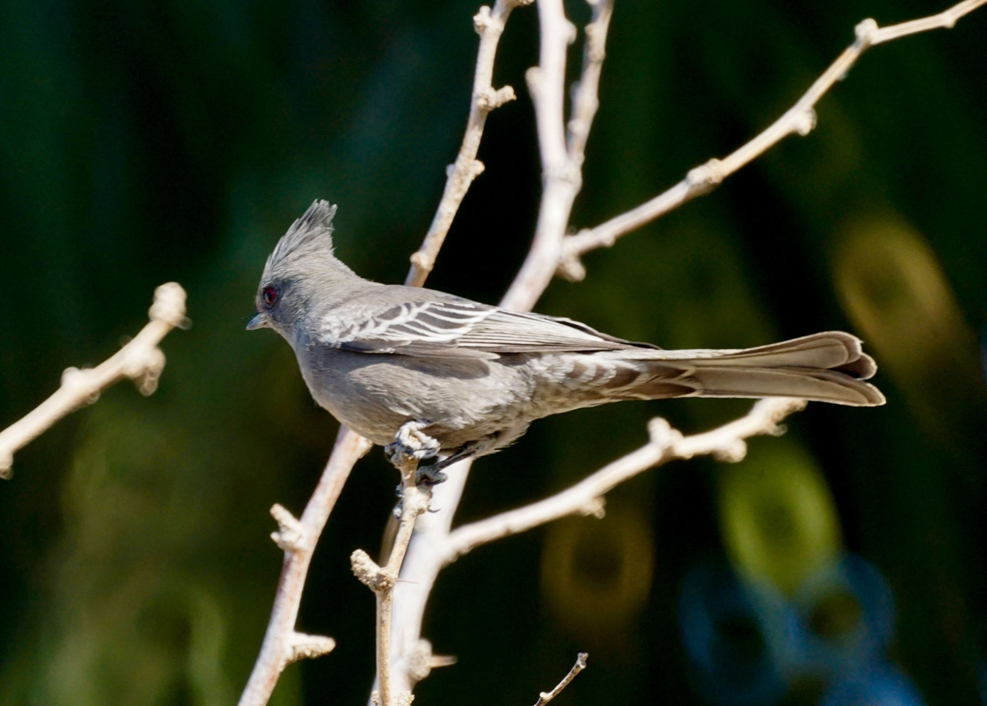 Image of Phainopepla Baird & SF 1858