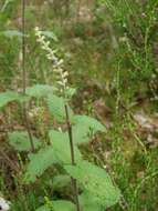 Слика од Teucrium scorodonia L.