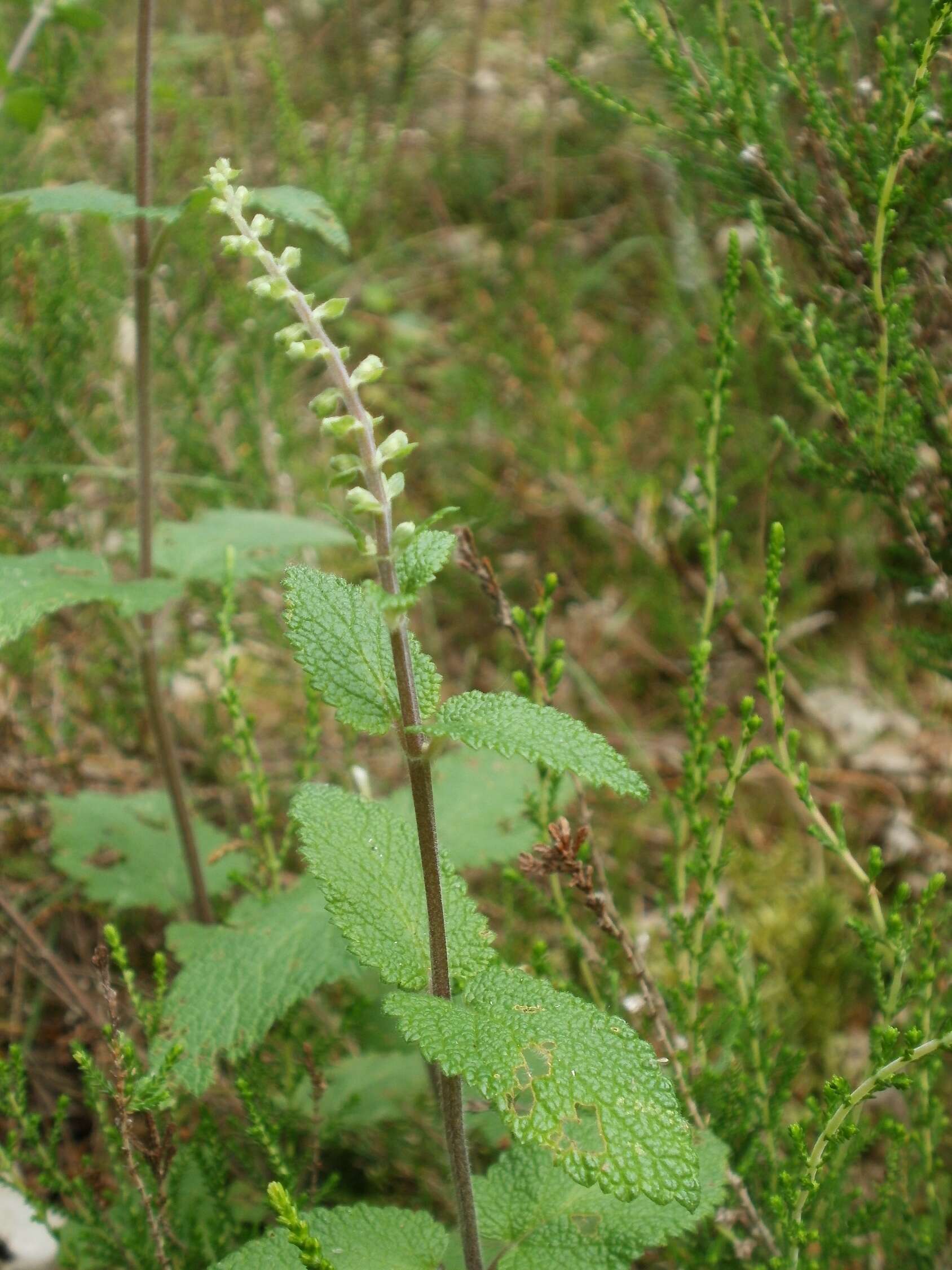 Слика од Teucrium scorodonia L.