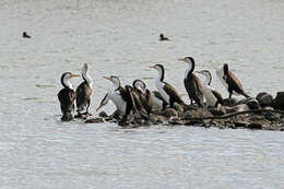 Image of Australian Pied Cormorant