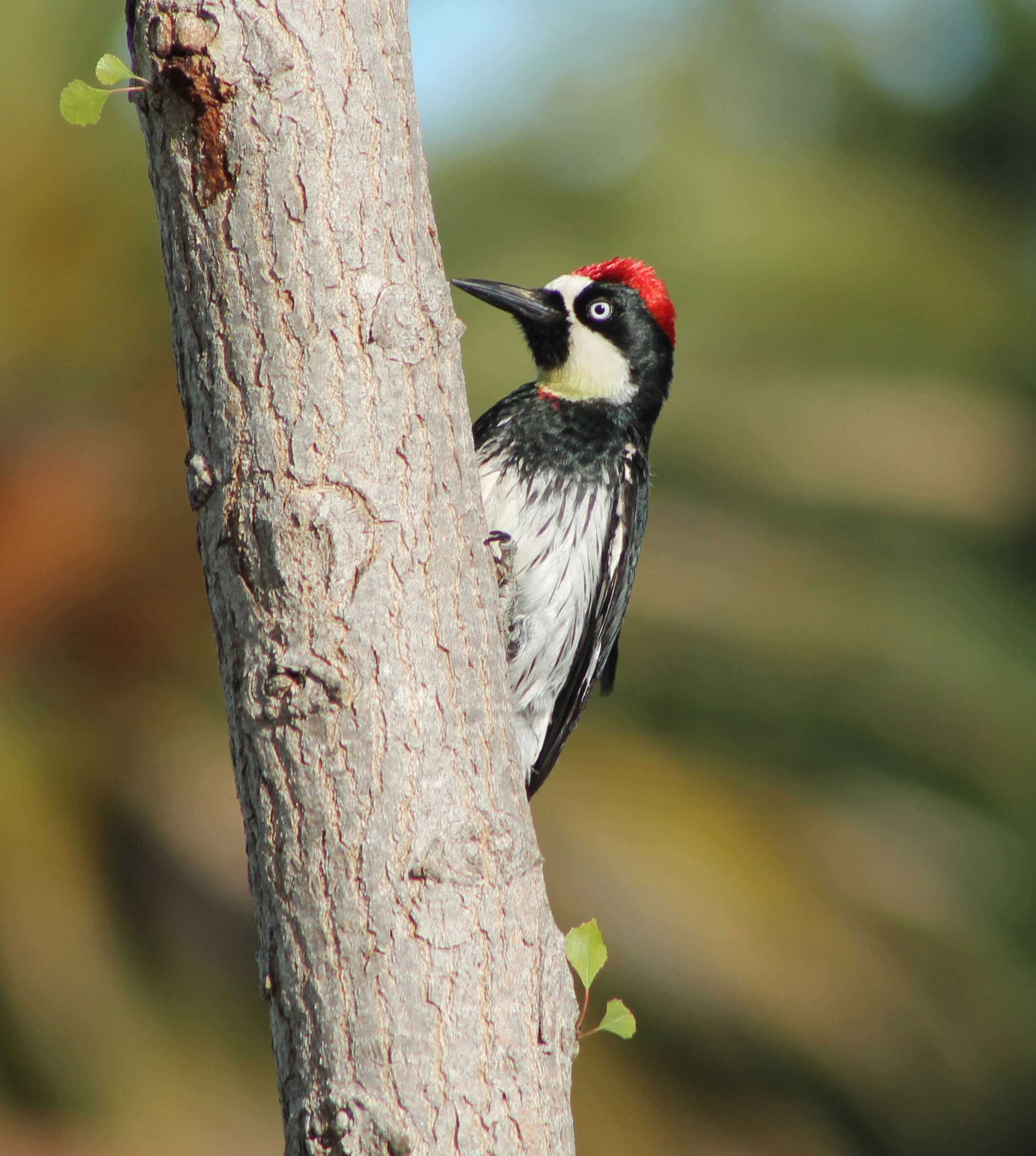 Image of Acorn Woodpecker