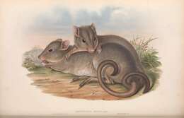 Sivun Bettongia lesueur (Quoy & Gaimard 1824) kuva