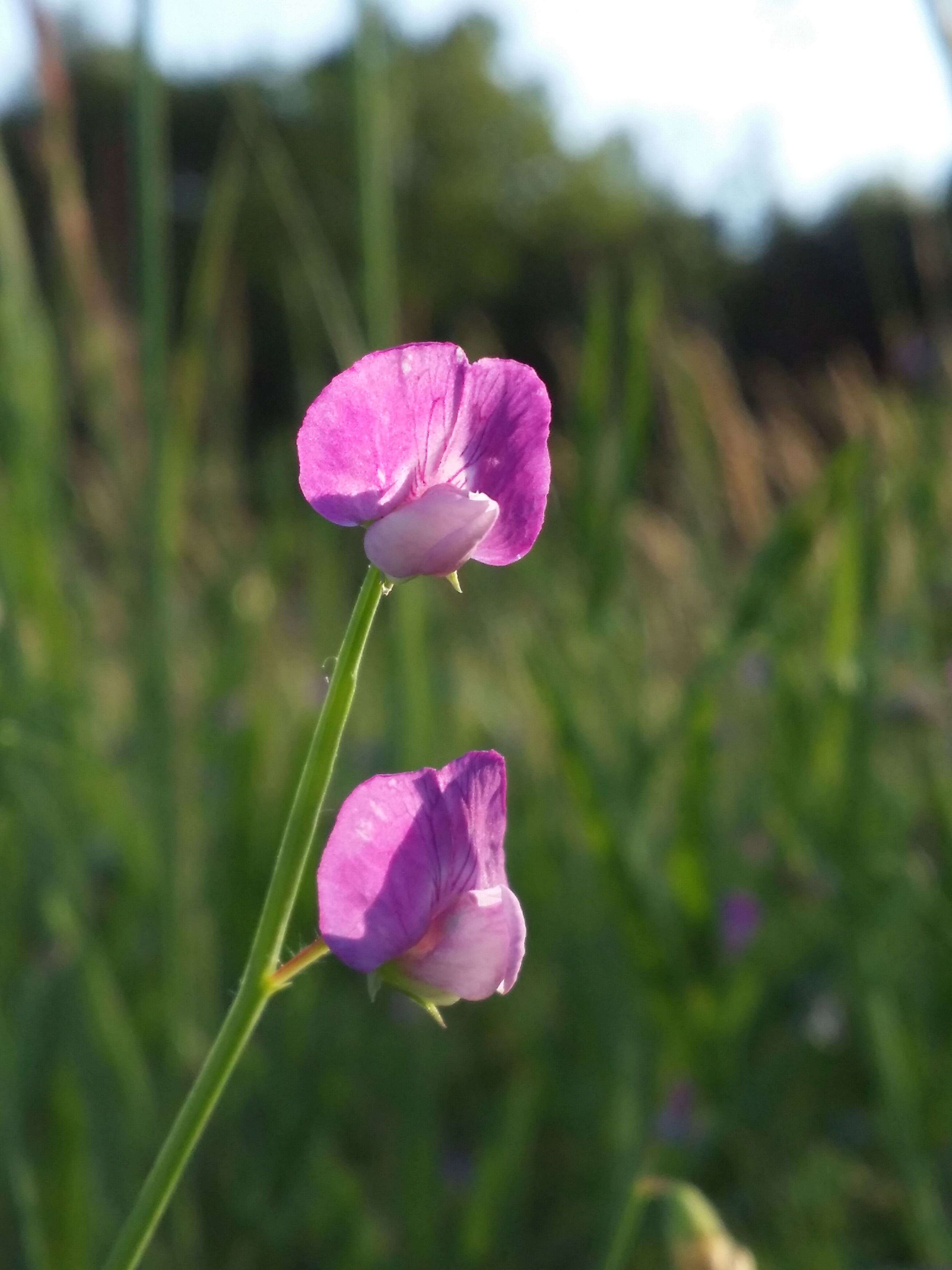 Lathyrus hirsutus L.的圖片