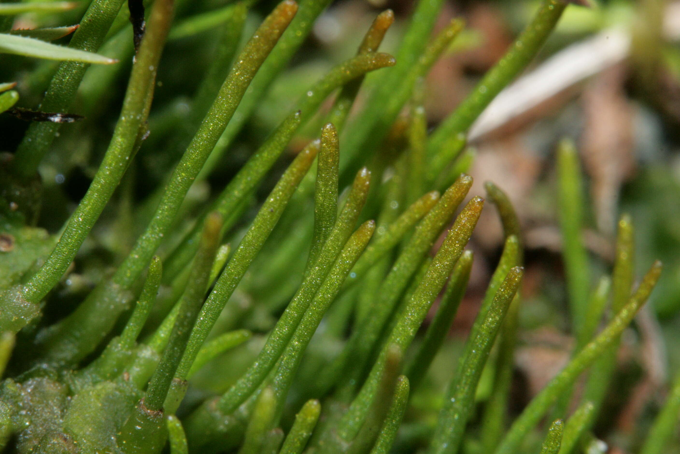 Image of Carolina phaeoceros