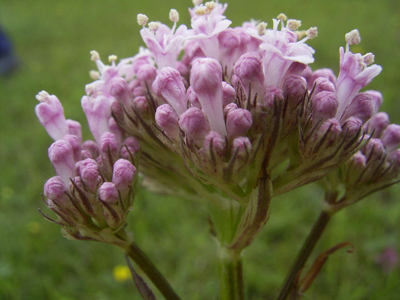 Image of marsh valerian