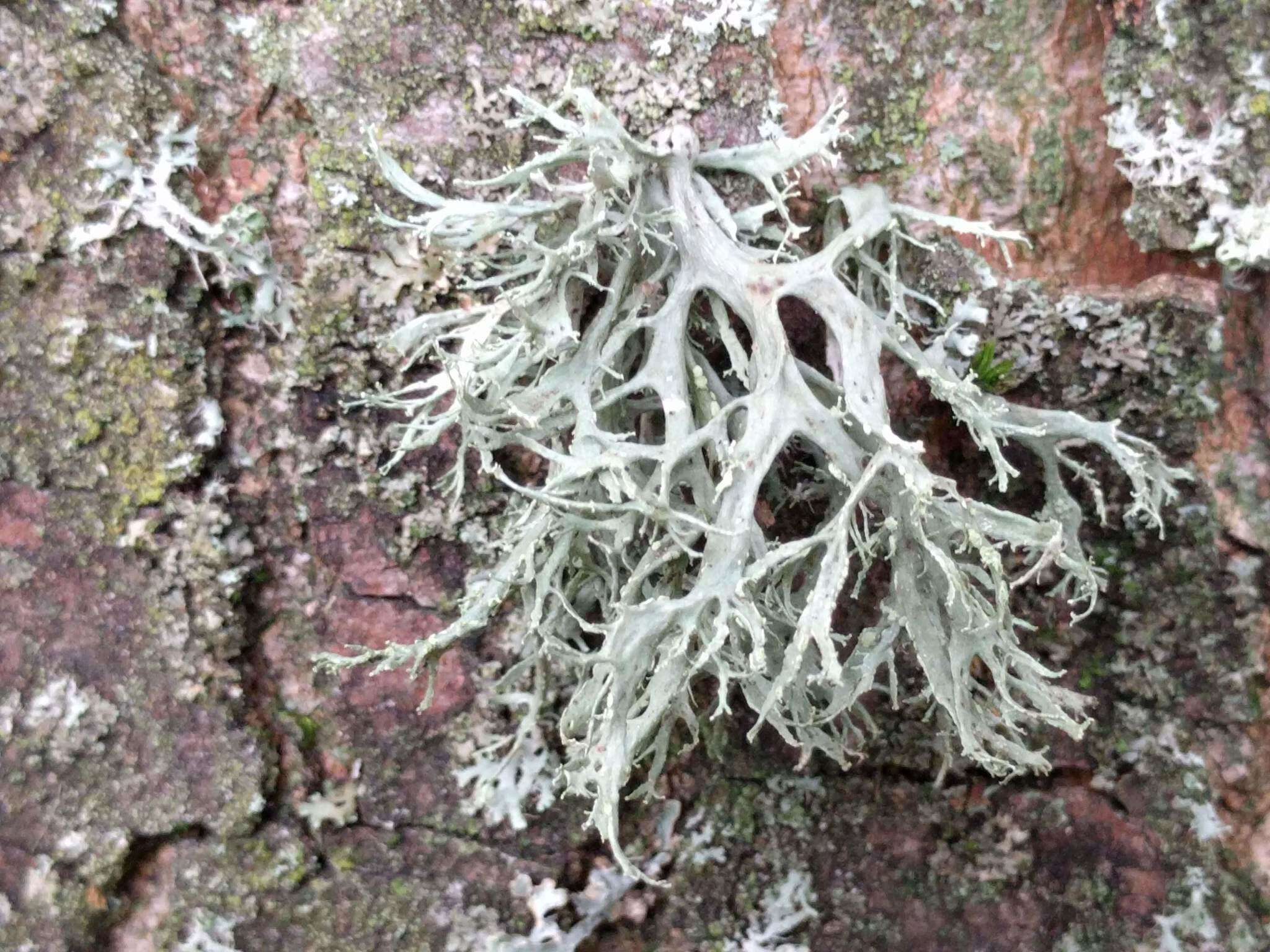 Image of farinose cartilage lichen