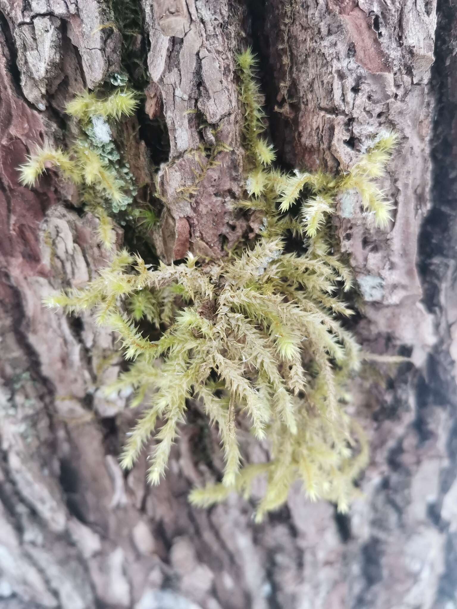 Image of Electrified Cat's Tail Moss