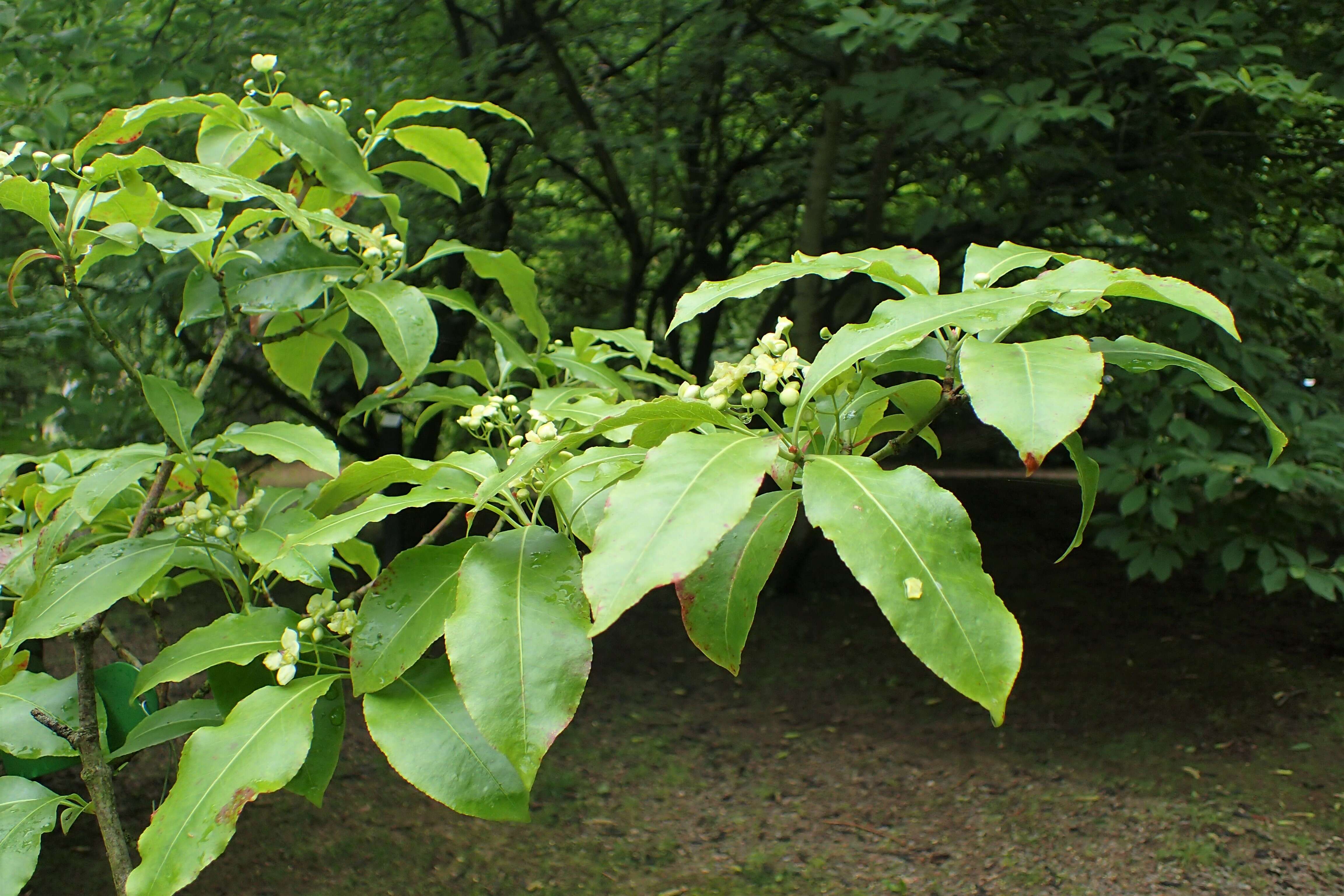 Слика од Euonymus carnosus Hemsl.