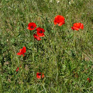 Image of corn poppy