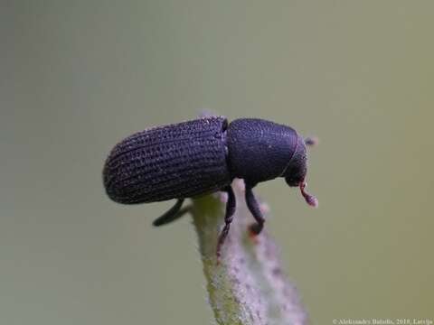 Image of Bark beetle