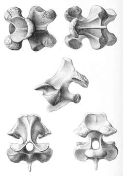 Imagem de Chelonoidis abingdonii (Günther 1877)