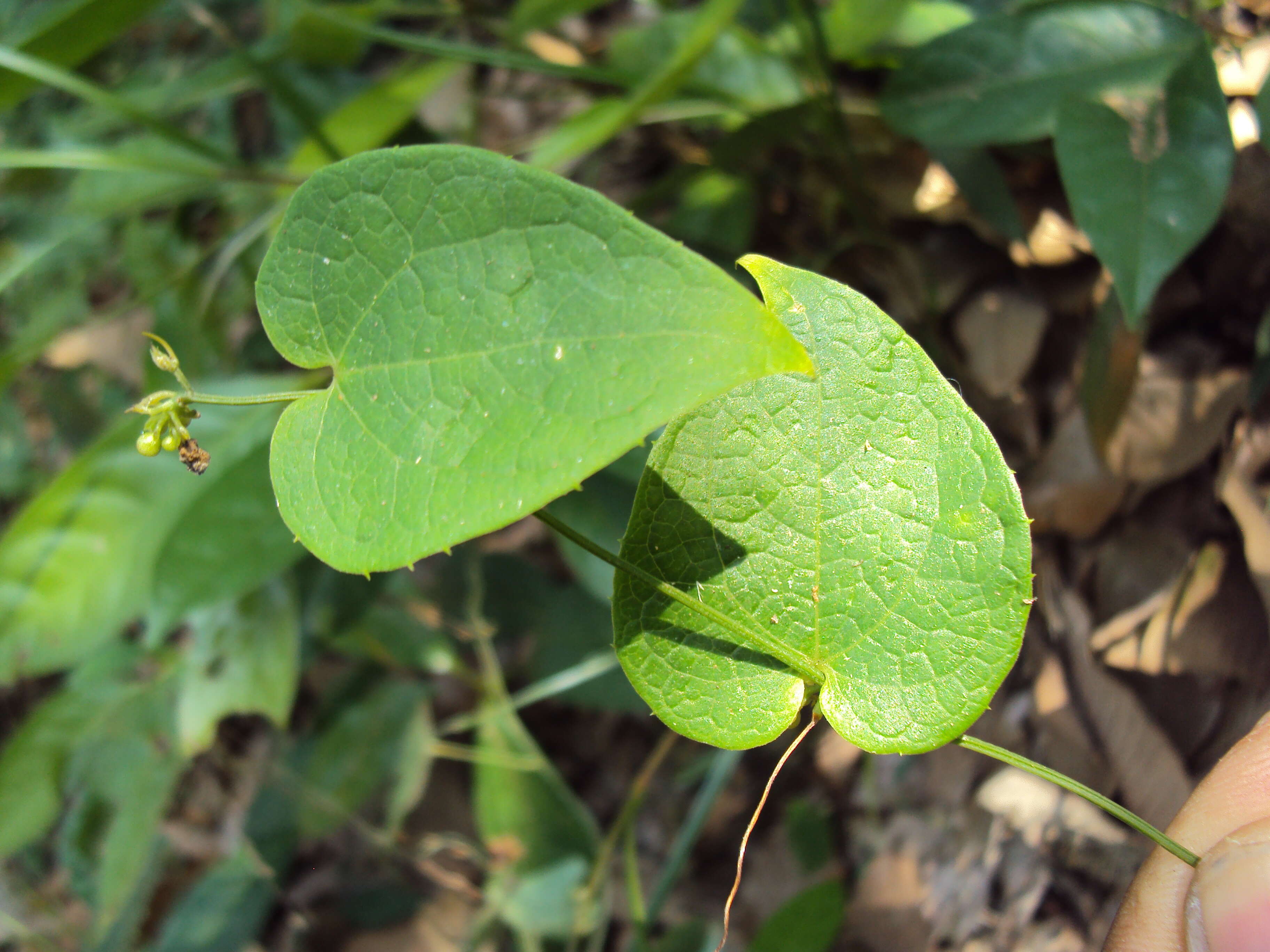 Image of Solena amplexicaulis (Lam.) Gandhi ex Saldanha & Nicolson